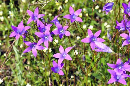 The wildflowers bellsの写真素材