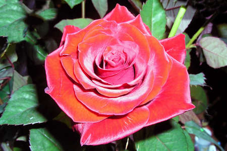 Scarlet velvet roseの写真素材