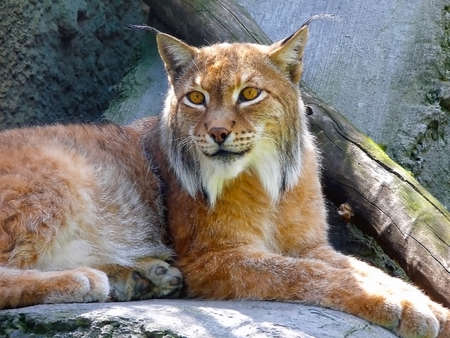 Wise old lynxの写真素材