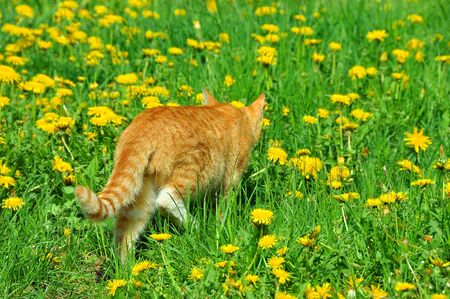 CAT named Mandarin is hunting for butterfliesの写真素材