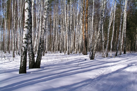 Winter in the birch forestの写真素材