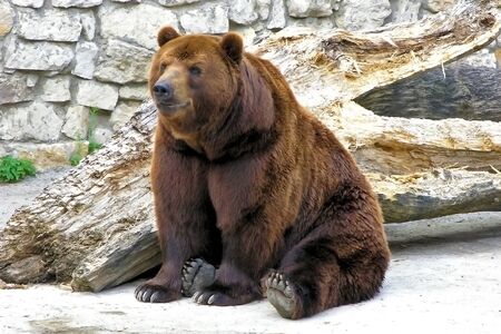 Large russian brown bearの写真素材