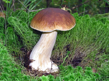 White mushroom in the forestの写真素材