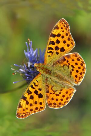 Beautiful butterfly on a flowerの写真素材