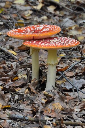 Toadstools in the forestの写真素材