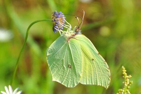 Lamonica butterfly on a flowerの写真素材