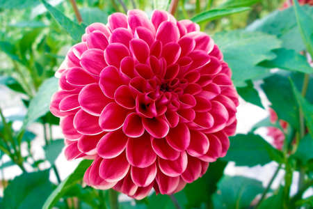 Beautiful red Dahliaの写真素材
