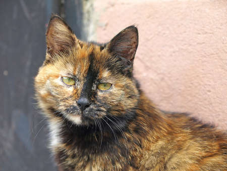 Potrait of a CAT named Pelageiaの写真素材