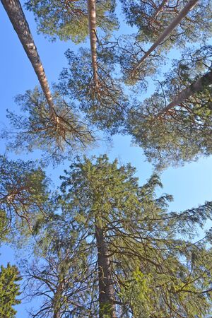 Pine tree in Russia can reach the sky and cloudsの写真素材