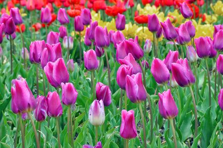 spring tulipsの写真素材