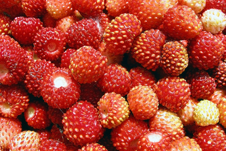 Sweet wild strawberriesの写真素材