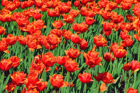 Moscow red tulipsの写真素材