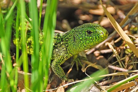 Little green wonderの写真素材