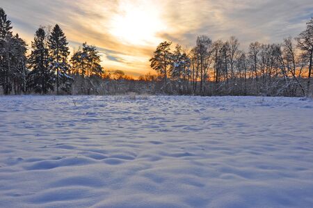 The evening in the winter woodsの写真素材