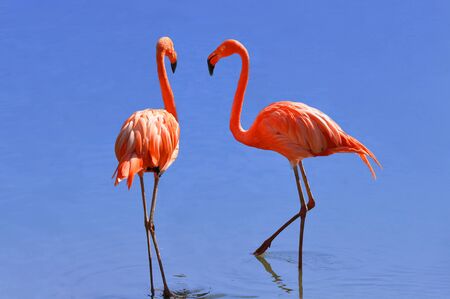Scarlet Flamingo on a blue backgroundの写真素材