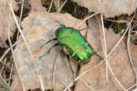 Green shiny beetleの写真素材
