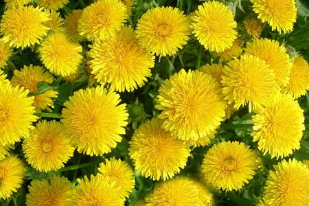 Golden spring dandelionsの写真素材