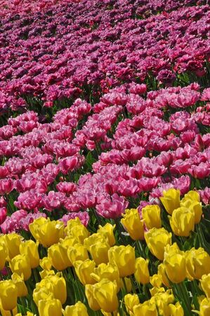 Moscow spring tulipsの写真素材