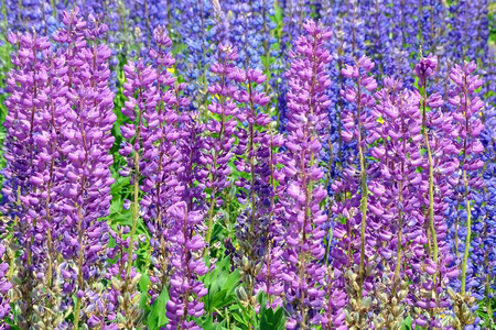 Lupin summer fantasyの写真素材