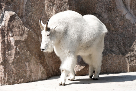 wild mountain goatの写真素材