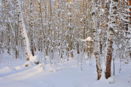 Winter in the birch grove.の写真素材