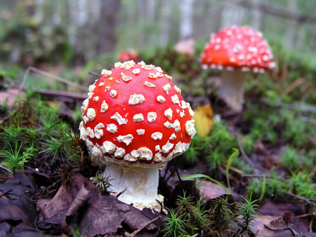 Poisonous mushroom Amanitaの写真素材
