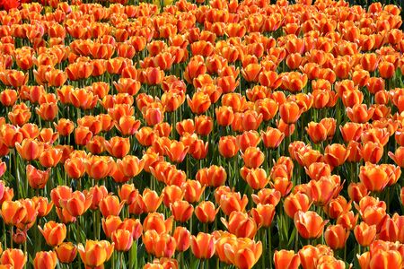 Moscow spring tulipsの写真素材