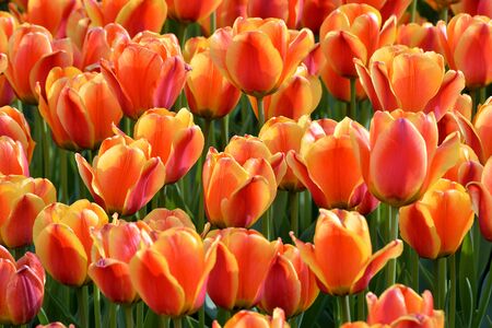 Moscow spring tulipsの写真素材