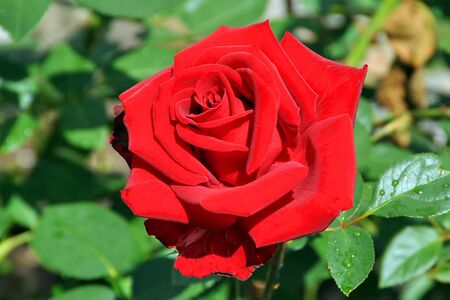 Scarlet velvet roseの写真素材