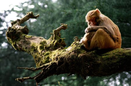 Monkey on a treeの写真素材