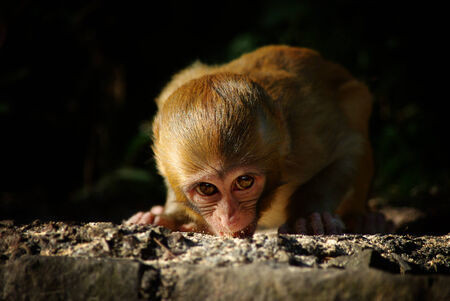 baby monkeyの写真素材
