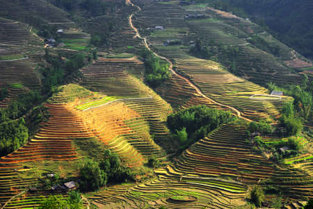 rice fields in Vietnamの写真素材