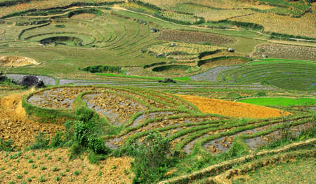 terraced fieldsの写真素材