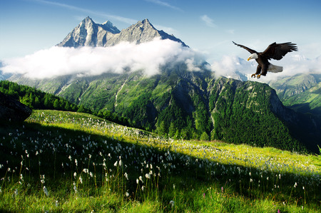 eagle huntingの写真素材