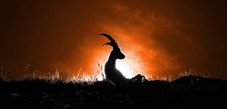 Ibex at sunriseの写真素材