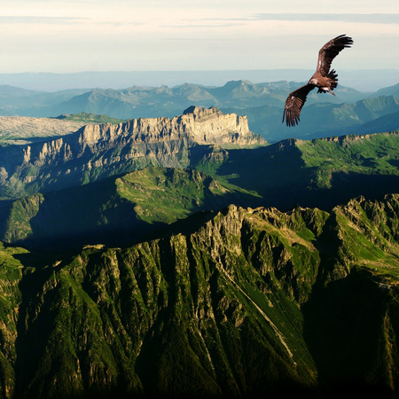 vulture flying above the Alpsの写真素材