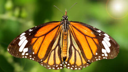 orange monarch butterfly
