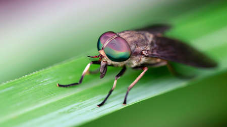 giant fly on a leafの写真素材