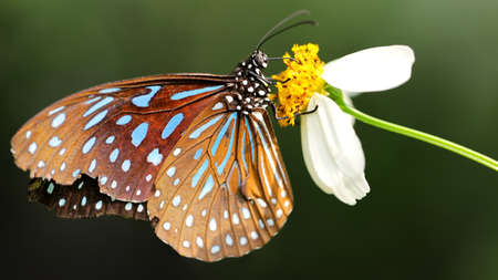 monarch butterfly on a flower