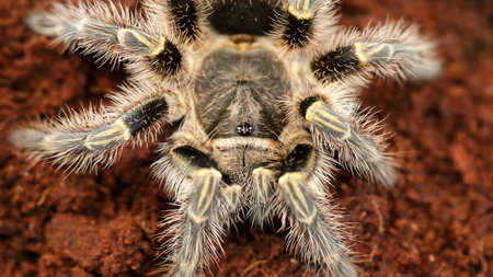 tarantula spider on the ground