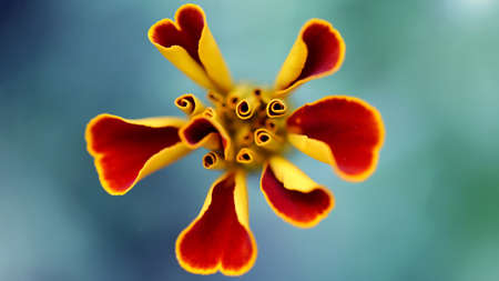 red heart looking flower