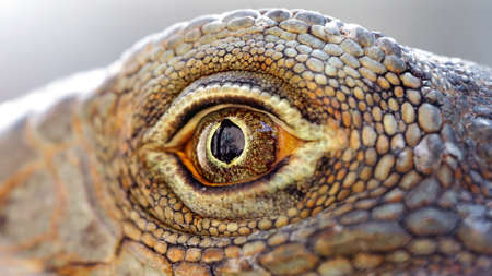 eye of a lizard close-up