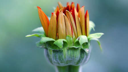 young flower with orange petals blooming