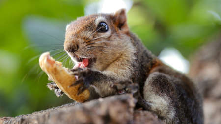 squirrel eating a peanut on a treeの写真素材