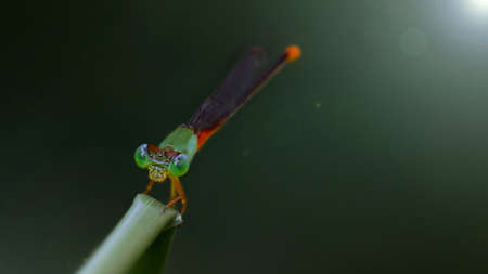 zygopter dragonfly on a leaf