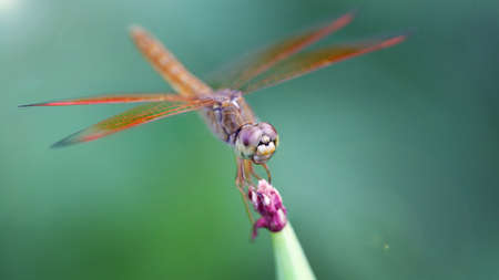 dragonfly on a purple flower