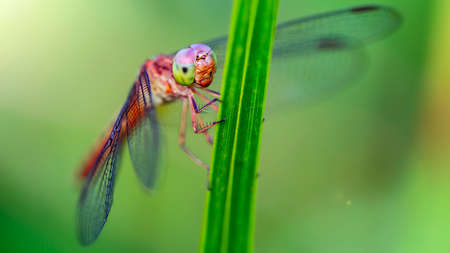 multicolored dragonfly on a leafの写真素材