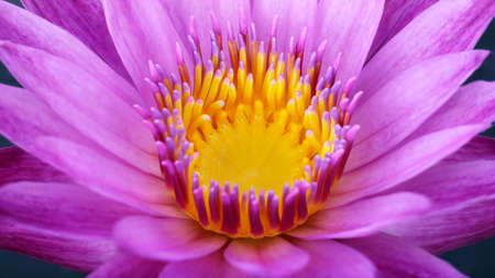 inside a pink lotus flower macroの写真素材