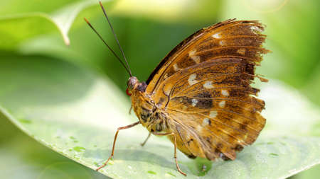 brown butterfly on a leafの写真素材