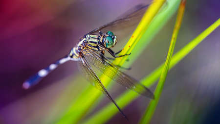 multicolored dragonfly on a leafの写真素材